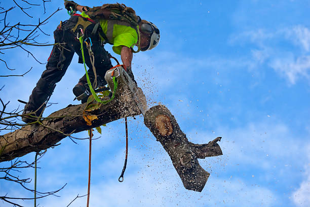 Trusted Fayetteville, AL Tree Services Experts